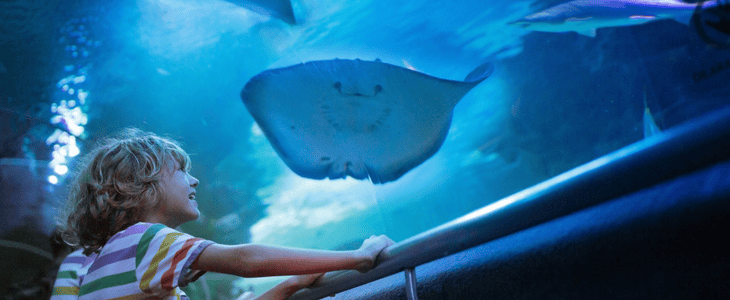 child staring at a stingray in an aquarium